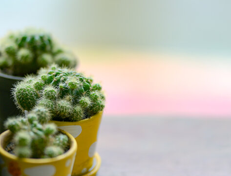 Cactus in a yellow pot.