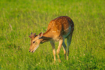 Dama is a genus of deer in the subfamily Cervinae, commonly referred to as fallow deer.