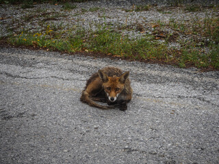 beautiful red fox on road