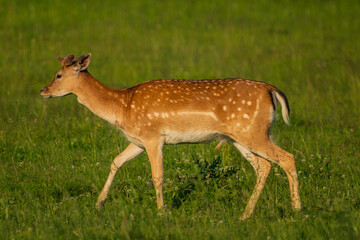 Naklejka na ściany i meble Dama is a genus of deer in the subfamily Cervinae, commonly referred to as fallow deer.
