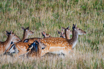 Dama is a genus of deer in the subfamily Cervinae, commonly referred to as fallow deer. © Boris Kopaj