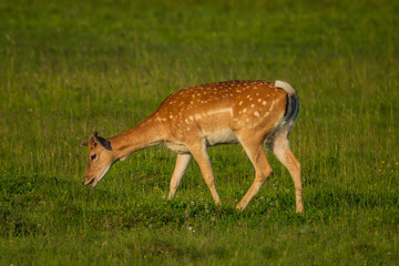 Dama is a genus of deer in the subfamily Cervinae, commonly referred to as fallow deer.