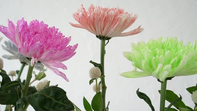Close-up of chemically colored chrysanthemums.