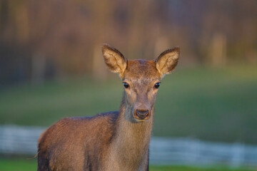 Deer or true deer are hoofed ruminant mammals forming the family Cervidae.