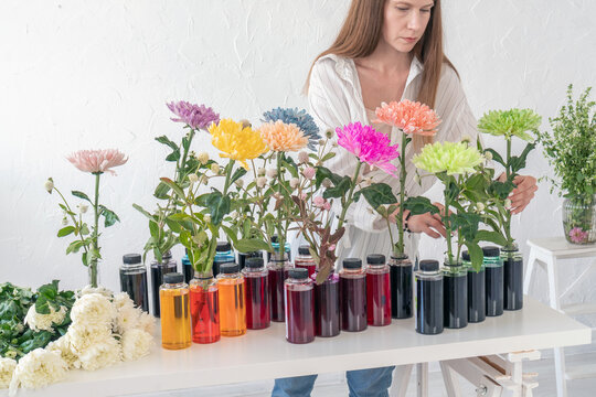 A young female business florist uses a floristic liquid dye in her work to color fresh flowers through the stem