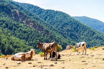 Cows grazing on pasture on top of the mountain. 