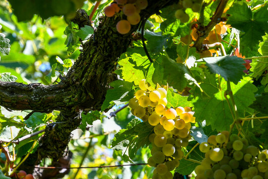 grappe de raisin dor&eacute;e &eacute;clair&eacute;e par un rayon de soleil sous une treille par une journ&eacute;e d'automne dans un petit village du puy de d&ocirc;me