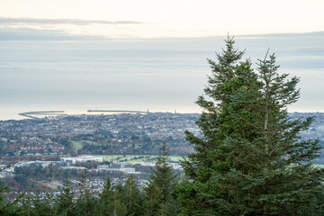 landscape with trees