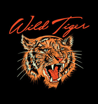 Roaring tiger illustration.Vector eps ai.Wonderful wild cat t shirt printing.