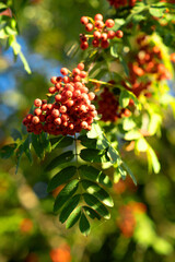 Żywa jarzębina na drzewie