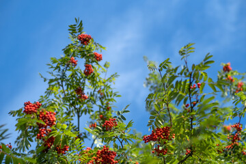 Jarzębina jesienią na drzewie