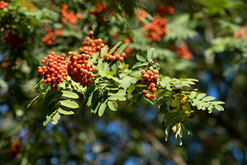Jarzębina na drzewie
