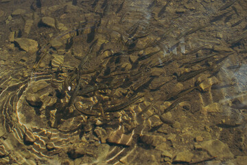 Small fish and poodles in the lake