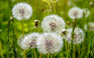 Fluffy dandelions in summer on green grass
