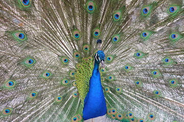 Naklejka premium Pavone