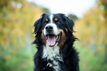 bernese mountain dog portrait