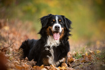 bernese mountain dog in fall nature