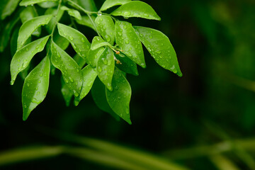 abstract stunning green leaf texture, tropical leaf foliage nature dark green background