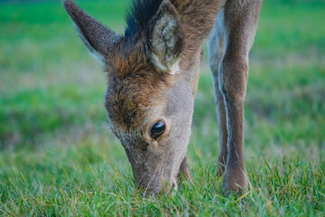 Deer or true deer are hoofed ruminant mammals forming the family Cervidae.