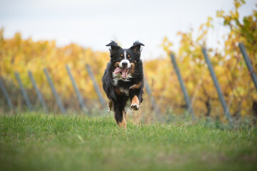 bernese mountain dog running in fall nature