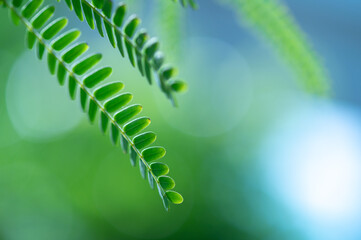 abstract stunning green leaf texture, tropical leaf foliage nature green background