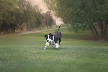 dog running in the park