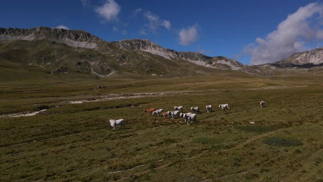 Herd of cows in a meadow in the mountains. Gran Sasso mountain, in Abruzzo region, central Italy, summer day in the mountains. Tourist destination in Italy