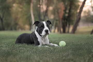 black and white dog