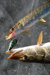 Two pike caught on one lure through the ice 