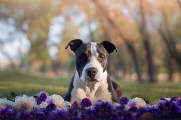 american staffordshire terrier