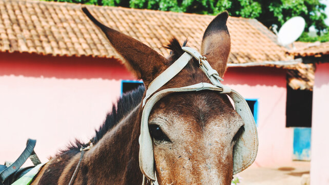 O forte cavalo e o olhar dele e com a for&ccedil;a de um animal usado em fazendas 