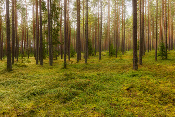 Pine tree forest landscape in autumn. Forest therapy and stress relief.