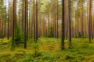 Kiefernwaldlandschaft im Herbst. Waldtherapie und Stressabbau. © Conny Sjostrom