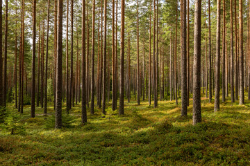 Pine tree forest landscape in autumn. Forest therapy and stress relief.