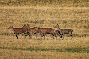 Deer or true deer are hoofed ruminant mammals forming the family Cervidae.