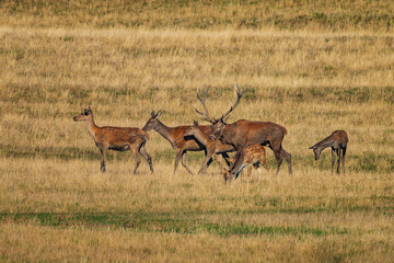 Fototapeta premium Deer or true deer are hoofed ruminant mammals forming the family Cervidae.