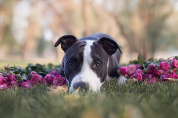 american staffordshire terrier