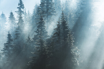 Foggy morning in Carpathians
