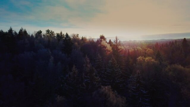 Drone flight over an endless boreal spruce forest in winter. Early and cold winter morning with a snowy forest.