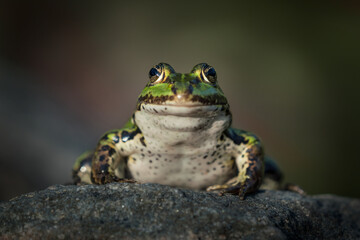 Front view of a green frog on a rock seen from low angle