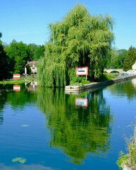 Obraz premium ARBRE SAULE CANAL NIVERNAIS