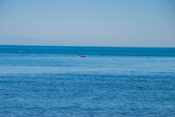Fototapeta na wymiar dolphin on the black sea