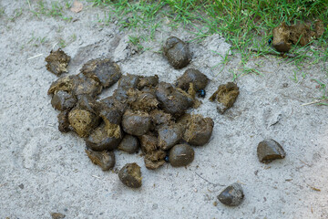 Pferd, Pferdeäpfel  © El Paparazzo