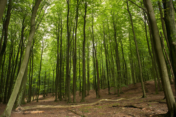 Fototapeta na wymiar Wald, Bäume, Natur
