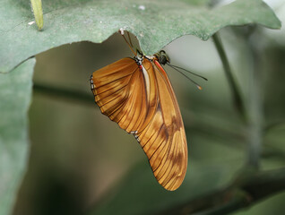 Die Flamme - The Flame or Julia butterfly