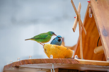 Passaros silvestre no litroal da praia lindos e coloridos na natureza.