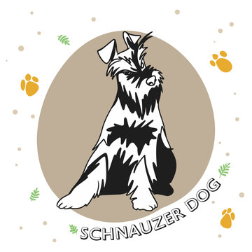 Dog breed Schnauzer, full length, funny puppy