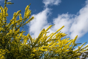 Golden yellow wattle australian native endemic plant and blue sky