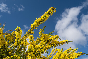 Golden yellow wattle australian native endemic plant and blue sky