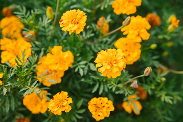 Beautiful yellow flowers on a flower bed in a city park. Marigold flowers grow close to each other. Landscaping of the territory. Not a whimsical plant in care.